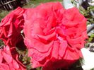IMG_20140603_114141