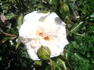 IMG_20140603_114153