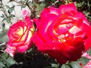IMG_20140603_114223