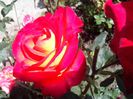 IMG_20140603_114227