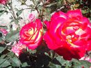 IMG_20140603_114235