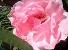 IMG_20140603_114256