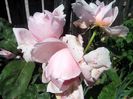 IMG_20140603_114344