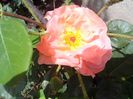 IMG_20140603_114456
