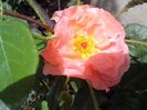 IMG_20140603_114500