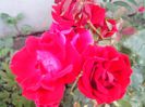 IMG_20140603_114516