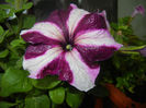 Petunia (2014, June 07)