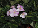 DSC02886