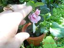 azaleea copacel