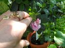 a facut o floricica