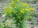 Hypericum perforatum-sunatoare