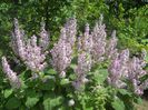 salvia sclarea roz