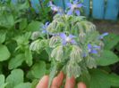 borago officinalis-limba mielului