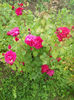 Tess DUrbervilles