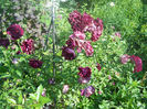 Burgundy Ice