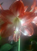 Hippeastrum  Spotlight