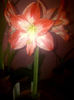 Hippeastrum  Spotlight