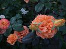 abraham darby