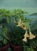 brugmansia galben