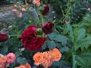 red intuition