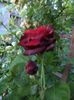 iunie 2014 061