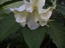 iunie 2014 068