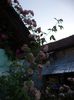 iunie 2014 073