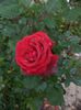 iunie 2014 079