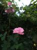 iunie 2014 080