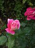 iunie 2014 083