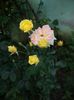 iunie 2014 084