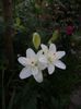 iunie 2014 085