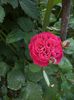 iunie 2014 087