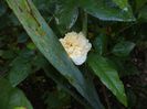 iunie 2014 097