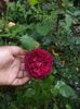 iunie 2014 098