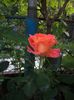 iunie 2014 102