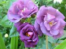 Rhapsody in blue