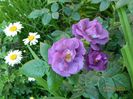 DSCN7933