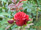 DSCN7936