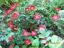 Bienenweide Rot