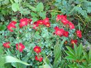 Bienenweide Rot