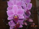FLORI (10)