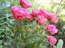 DSCN6282