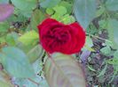 DSCN6294