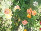 DSCN6296