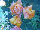 DSCN6297