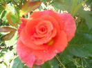 DSCN6330