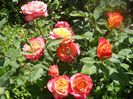 DSCN6334