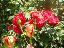 DSCN6335