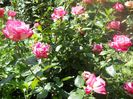 DSCN6342